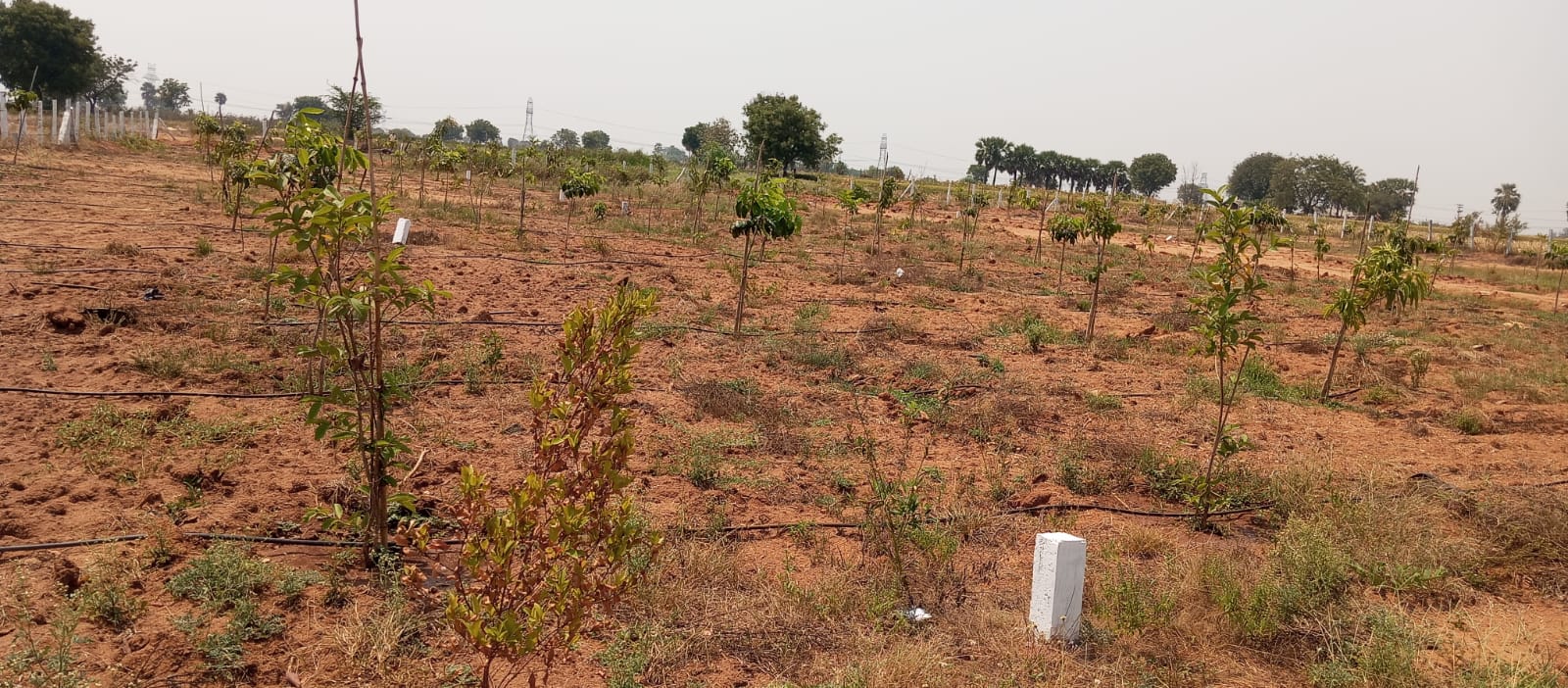 Siri Vanam farm villa plots
