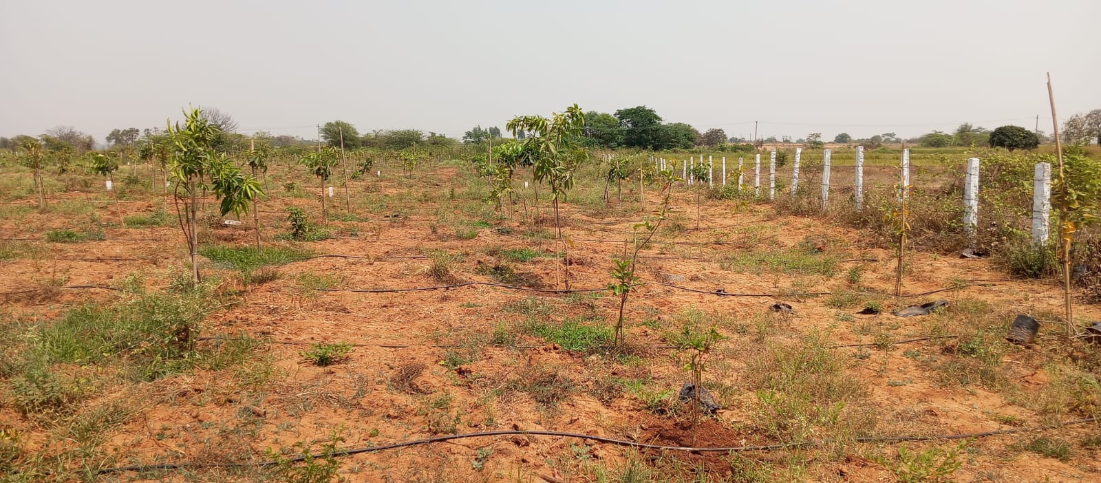 Siri Vanam site photo 3
