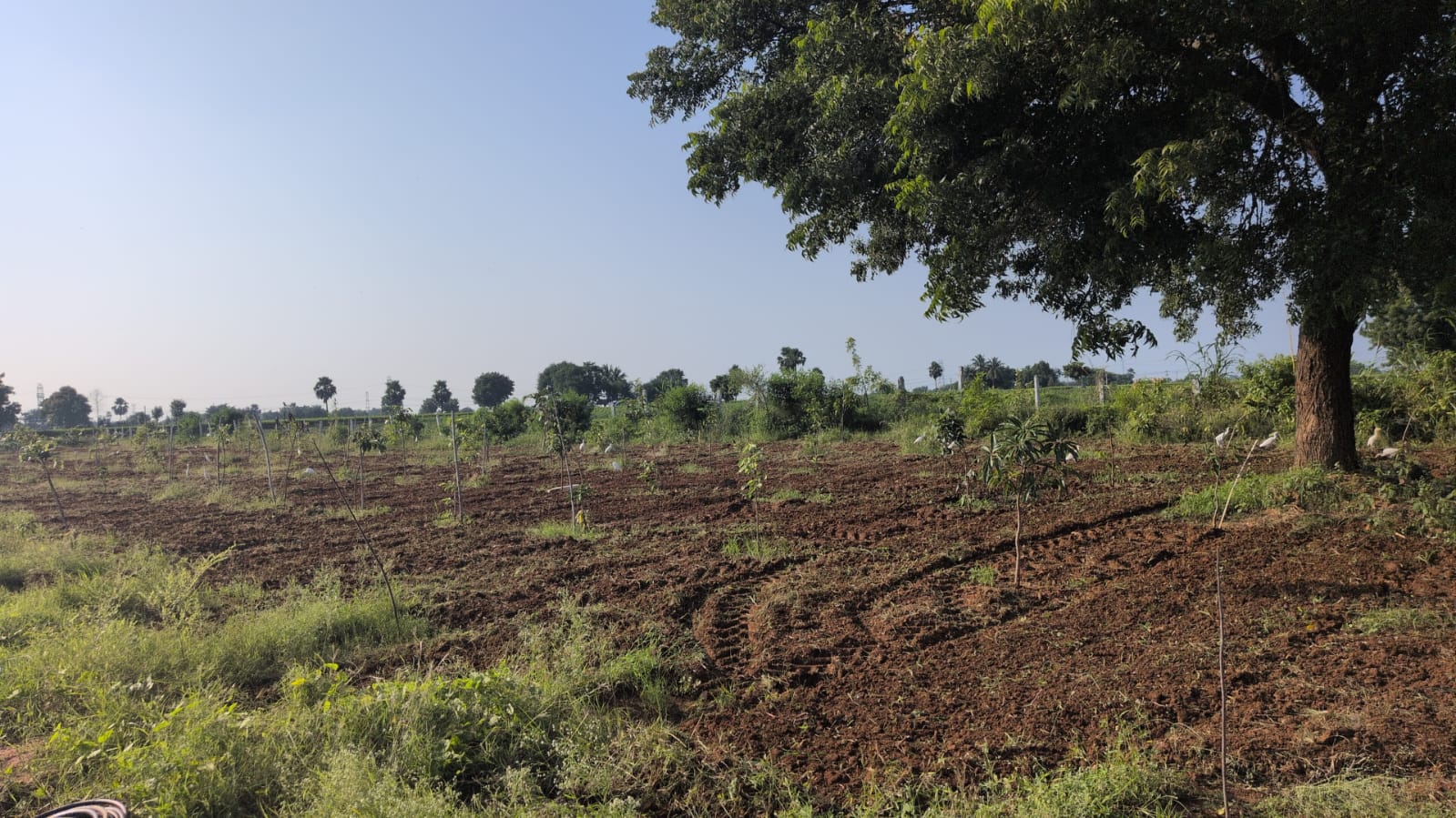 Siri Vanam site photo 6